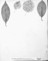 Sphaeria maculaeformis image